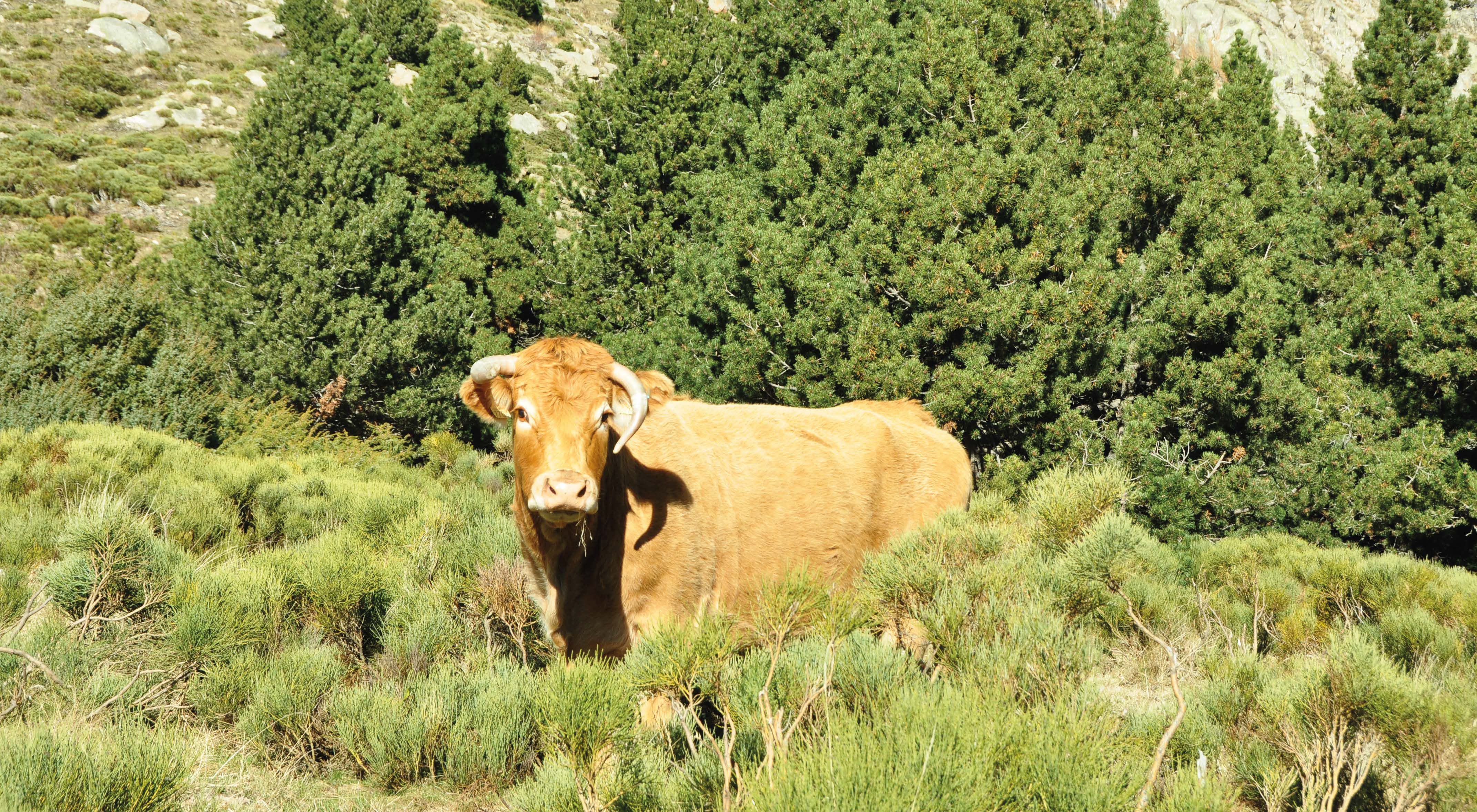 Title: A cow on the Enveitg mountain pasture; Year: 2015; Place: Enveitg, France; Author & Copyright: Jean-Paul Métailié Image