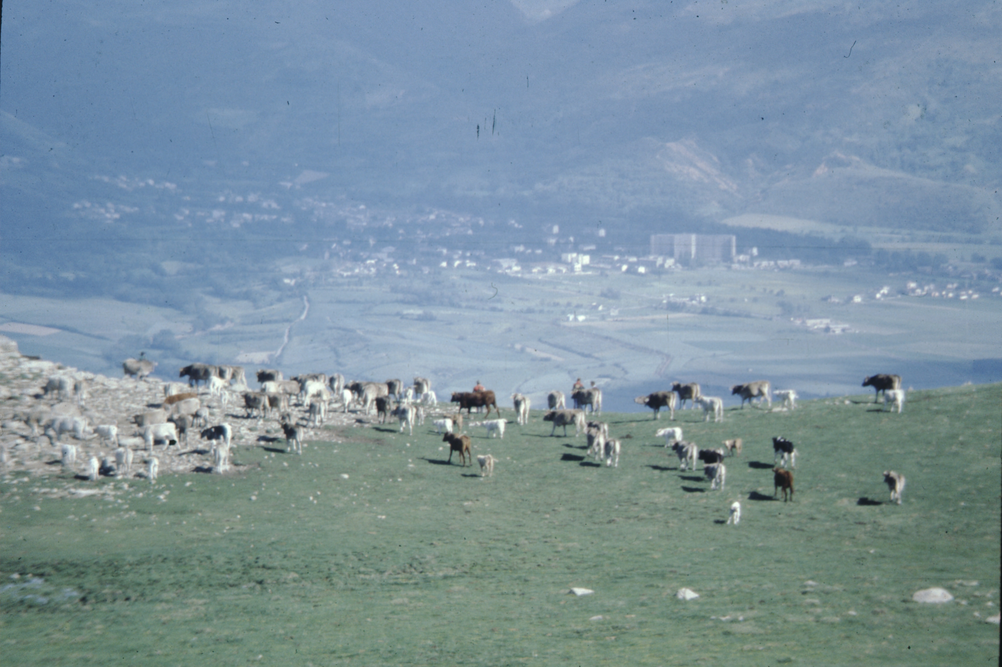 Title: Herd on the Enveitg mountain pasture; Year: 1984; Place: Enveitg, France; Author & Copyright: Christine Rendu et Pierre Campmajo. Image
