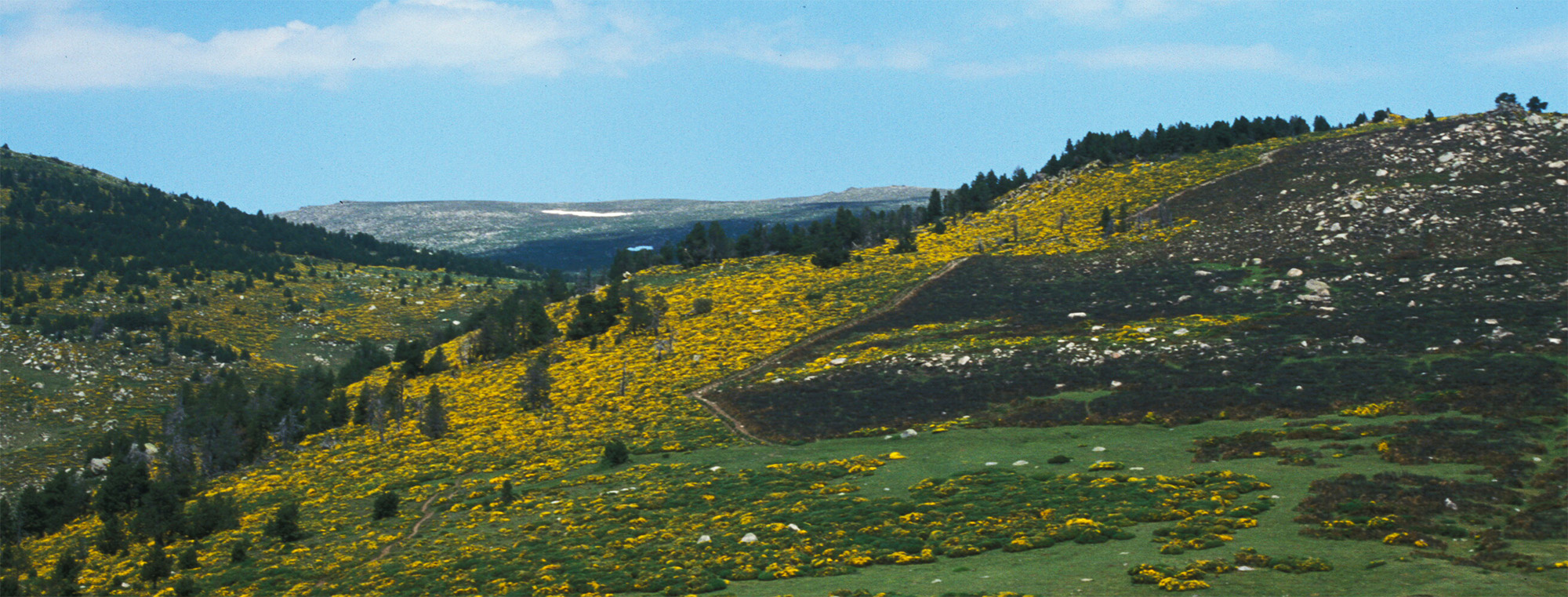 Title: Prescribed burning on Enveitg; Year: 2001; Place: Pla de l’Orri, Enveitg, France; Author & Copyright: Jean-Paul Métailié. Image
