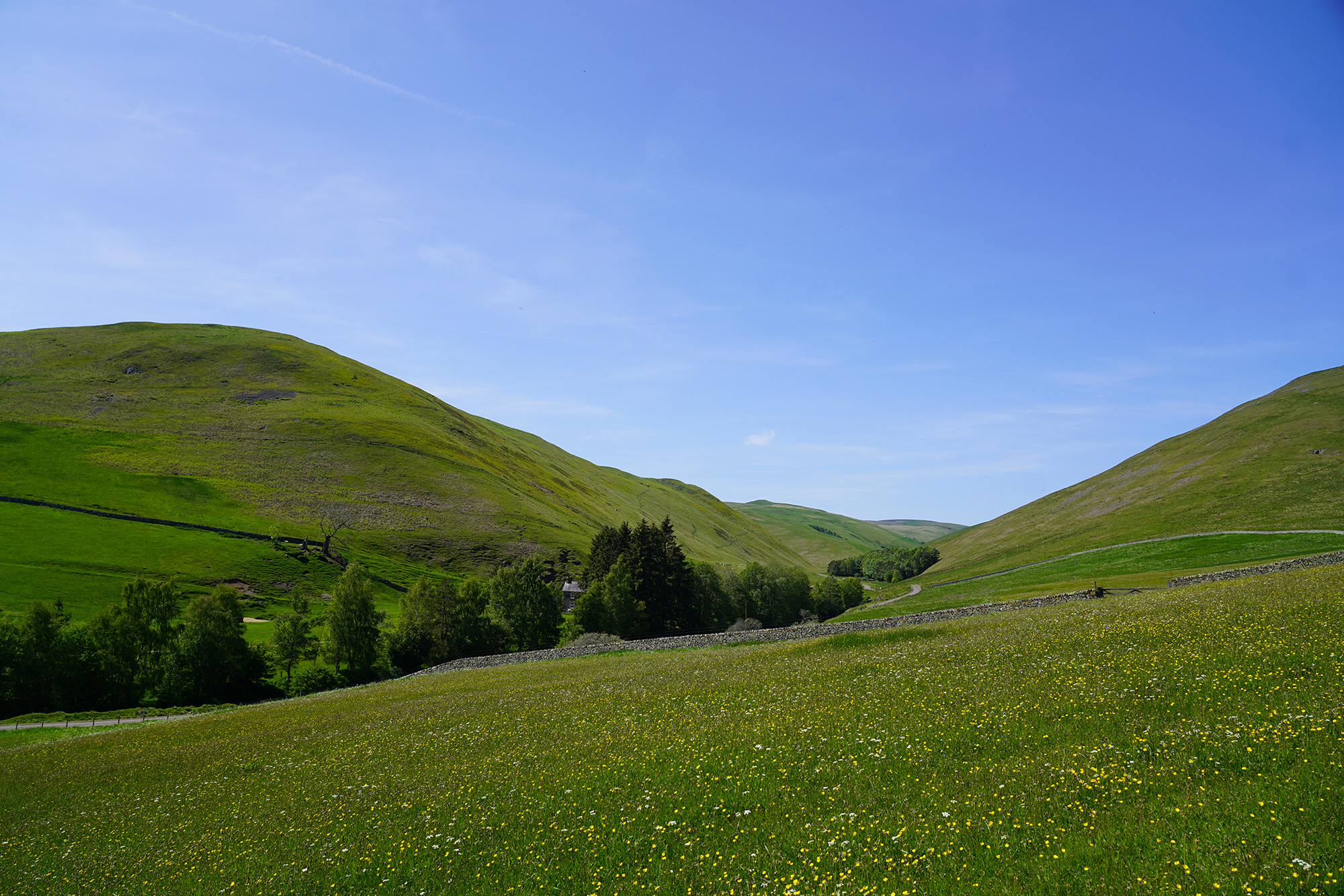 Title: Species rich upland hay meadow, Barrowburn Farm; Year: 2023; Place: Coquetdale, England; Author: Chris Dalglish; Copyright: York Archaeological Trust. Image