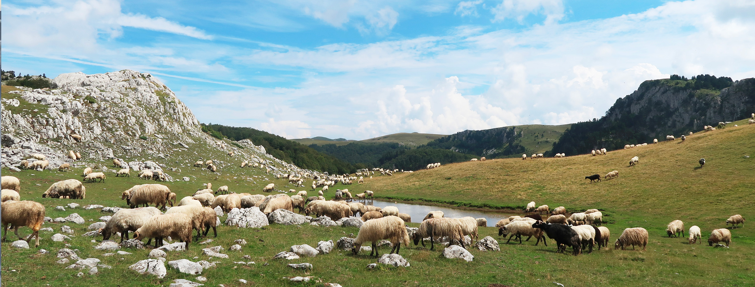 Title: Grazing around the pond of katun Okrugljak; Year: 2023; Place: Sinjajevina (Montenegro); Author & Copyright: Aleksandra Kapetanović Image