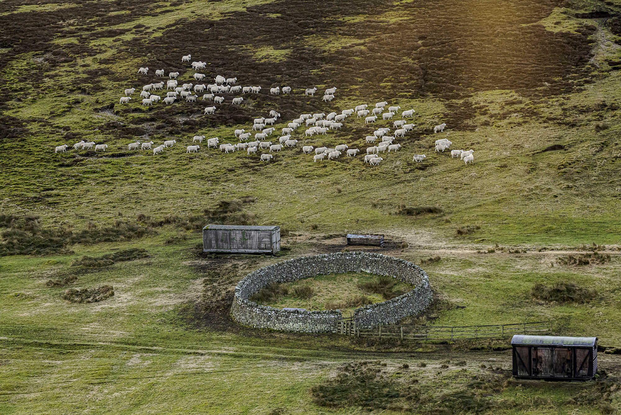 Title: Sheep near a ‘stell’, or sheep shelter, in the hills; Year: 2023; Place: Cheviot Hills, Scotland; Author & Copyright: Chris Strickland (www.photographerchrisstrickland.com). Image
