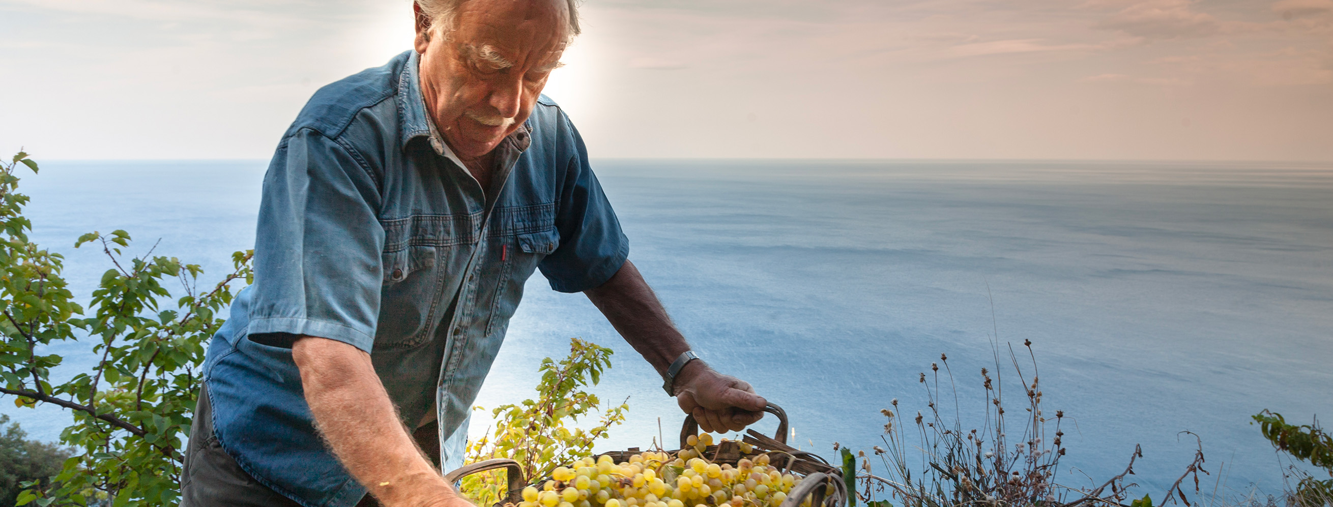 Title: Grapes; Year: 2016; Place: Parco Nazionale Cinque Terre (Italy); Author & Copyright: Michael Pasini, Archivio Foto Parco Nazionale Cinque Terre Image