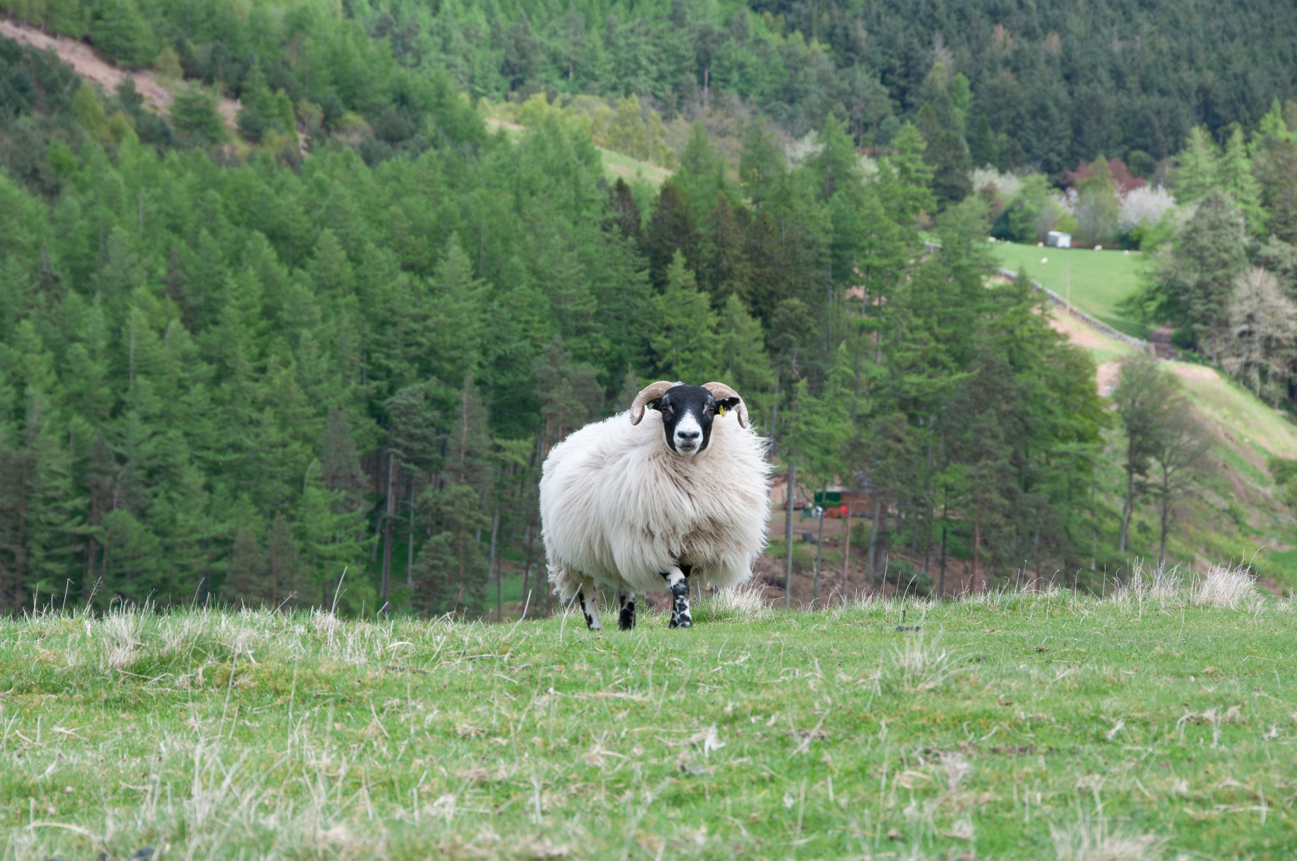 Title: Swaledale breed of sheep, Breamish Valley; Year: 2023; Place: Cheviot Hills, England; Author: Skye McAlpine Walker; Copyright: York Archaeological Trust. Image