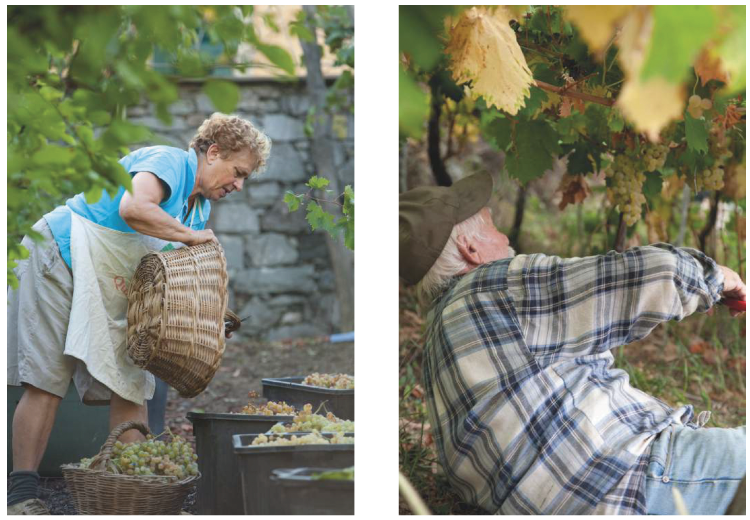 Title: A good harvest; Year: 2016; Place: Parco Nazionale Cinque Terre (Italy); Author & Copyright: Michael Pasini, Archivio Foto Parco Nazionale Cinque Terre Image