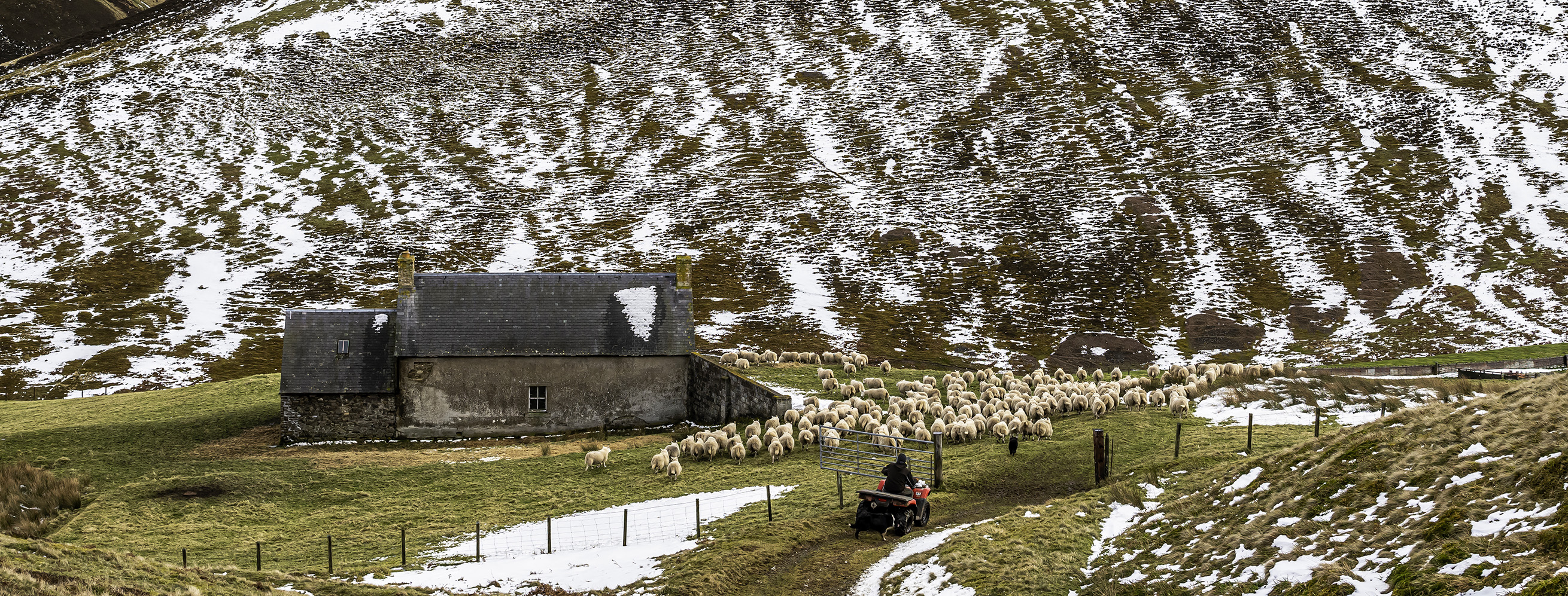Title: Gathering sheep; Year: 2023; Place: Cheviot Hills, Scotland; Author & Copyright: Chris Strickland (www.photographerchrisstrickland.com). Image