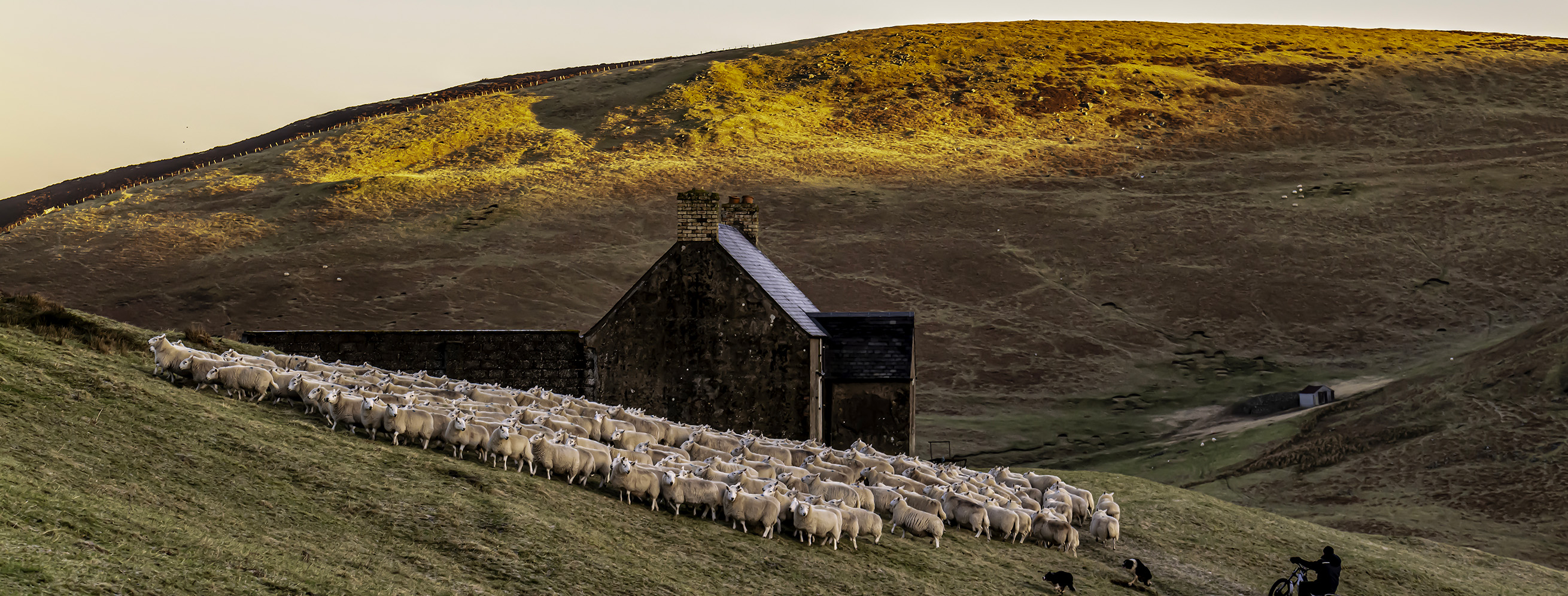 Title: A flock of Cheviot breed sheep; Year: 2023; Place: Cheviot Hills, Scotland; Author & Copyright: Chris Strickland (www.photographerchrisstrickland.com). Image